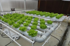 خدمات گلخانه ای
