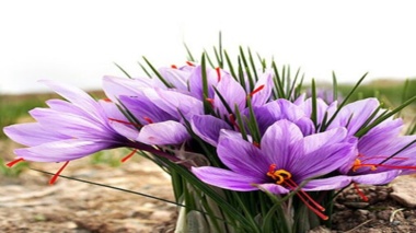 کارگاه آموزش کاشت زعفران گلخانه ای