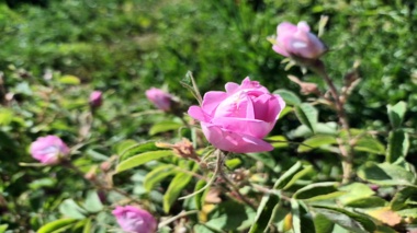 فروش گل محمدی از مزرعه گل محمدی دانــشگاه ارومیه